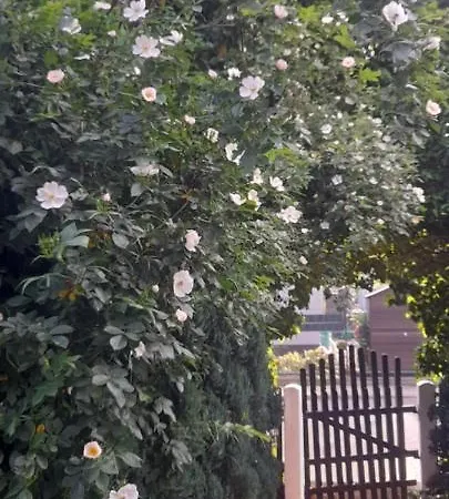 Apartament Mountain View